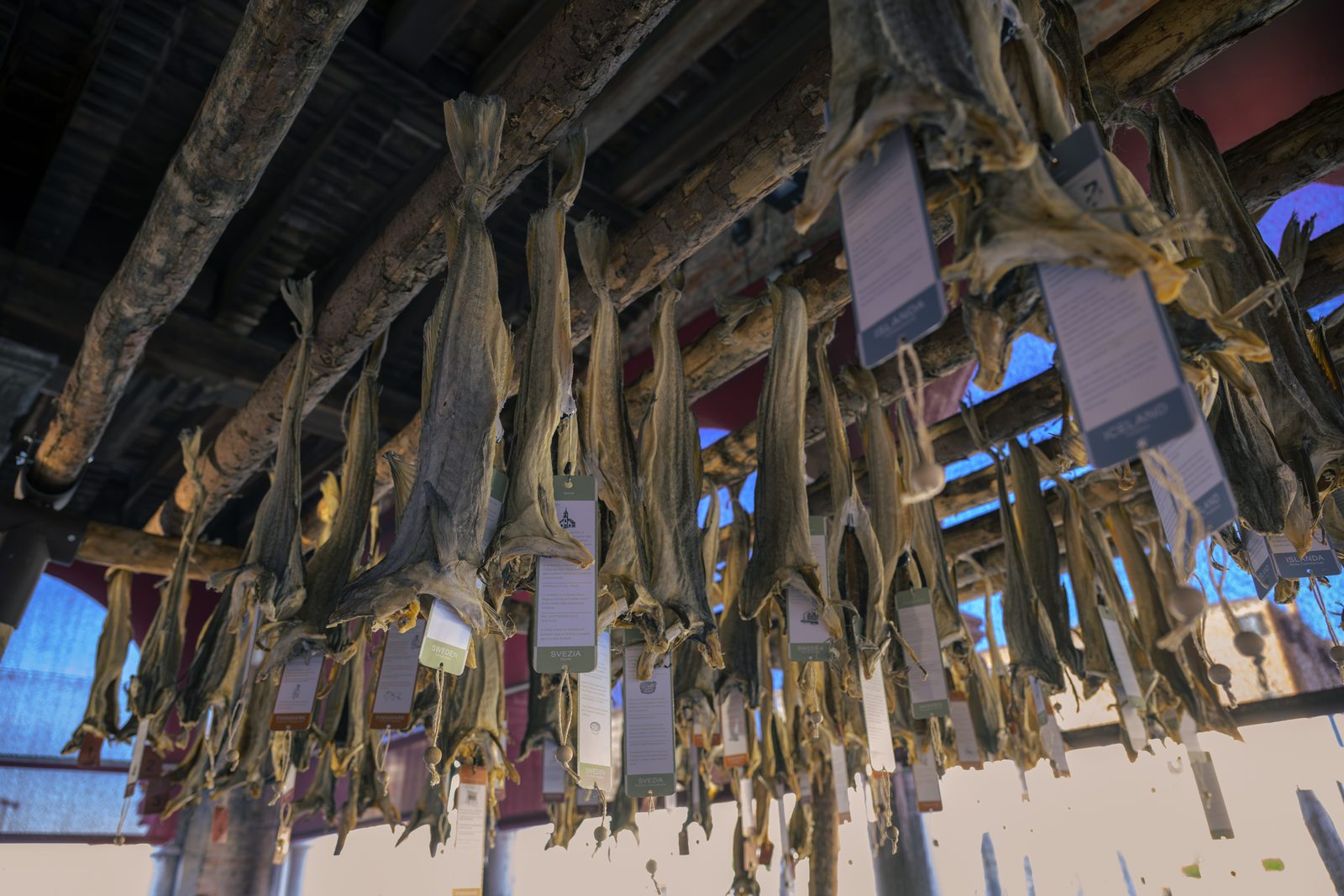 Stoccafissi sospesi con le etichette della mostra sotto il soffitto di legno della loggia del Mercato del Pesce